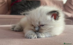 Ragdoll cats for sale: ragdoll kittens ready in 1 week  🩵💚💜 - Image 8