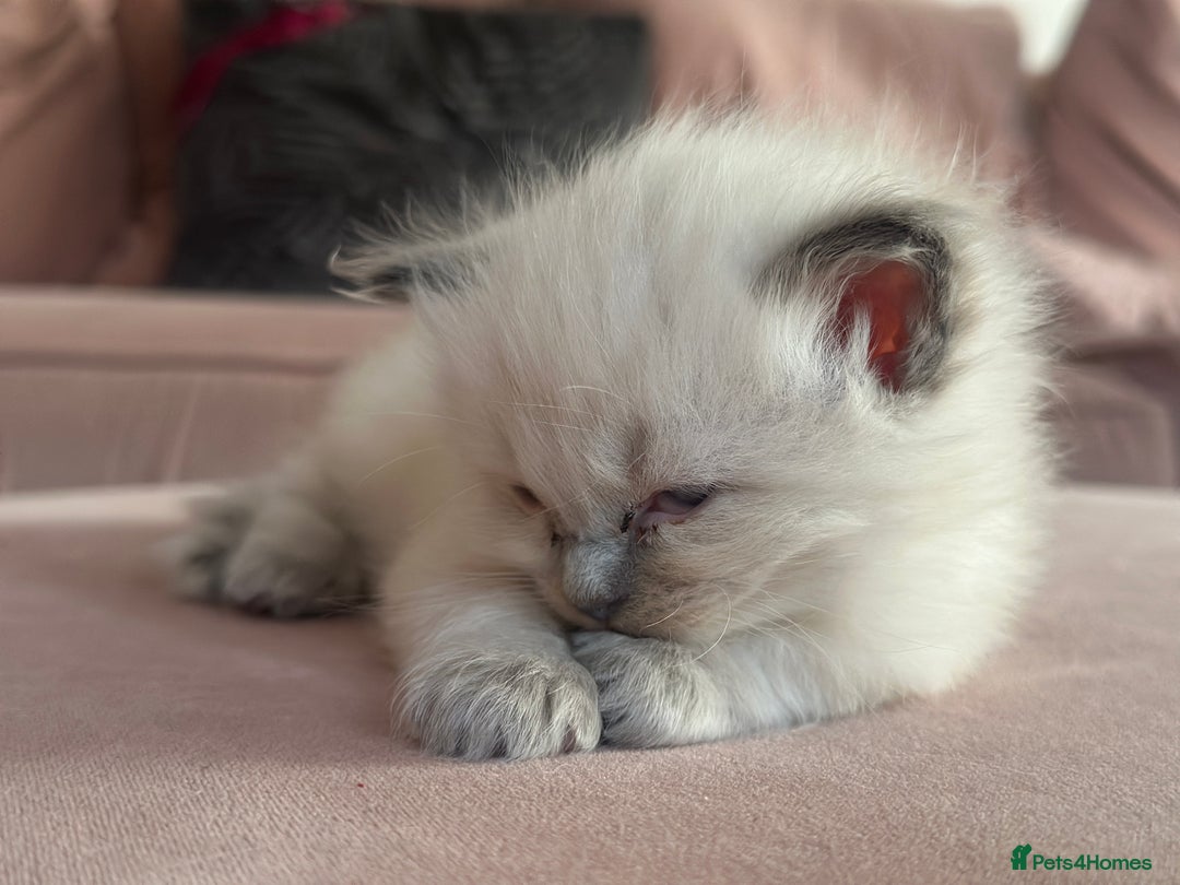 Ragdoll cats for sale: ragdoll kittens ready in 1 week  🩵💚💜 - Image 8