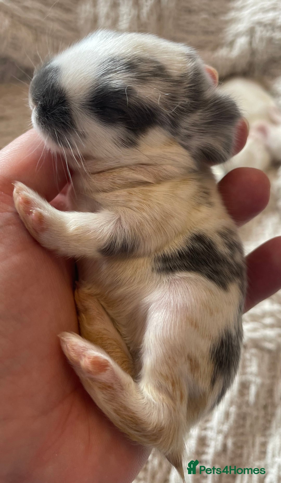 Mini Lop rabbits for sale: Mini lop babies available  - Image 6
