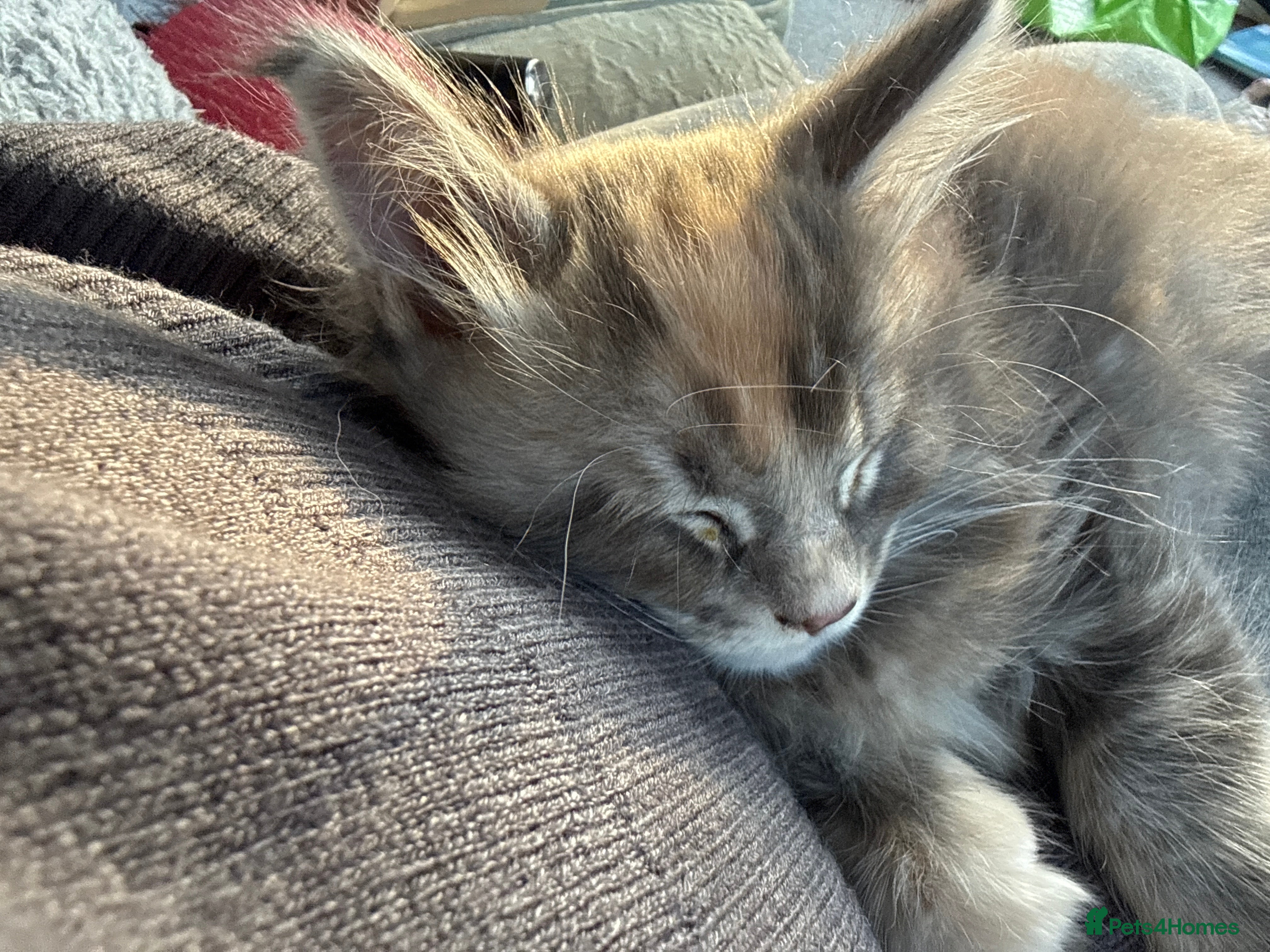 Maine Coon cats Superb full pedigree Maine Coon Kittens  - Advert 17