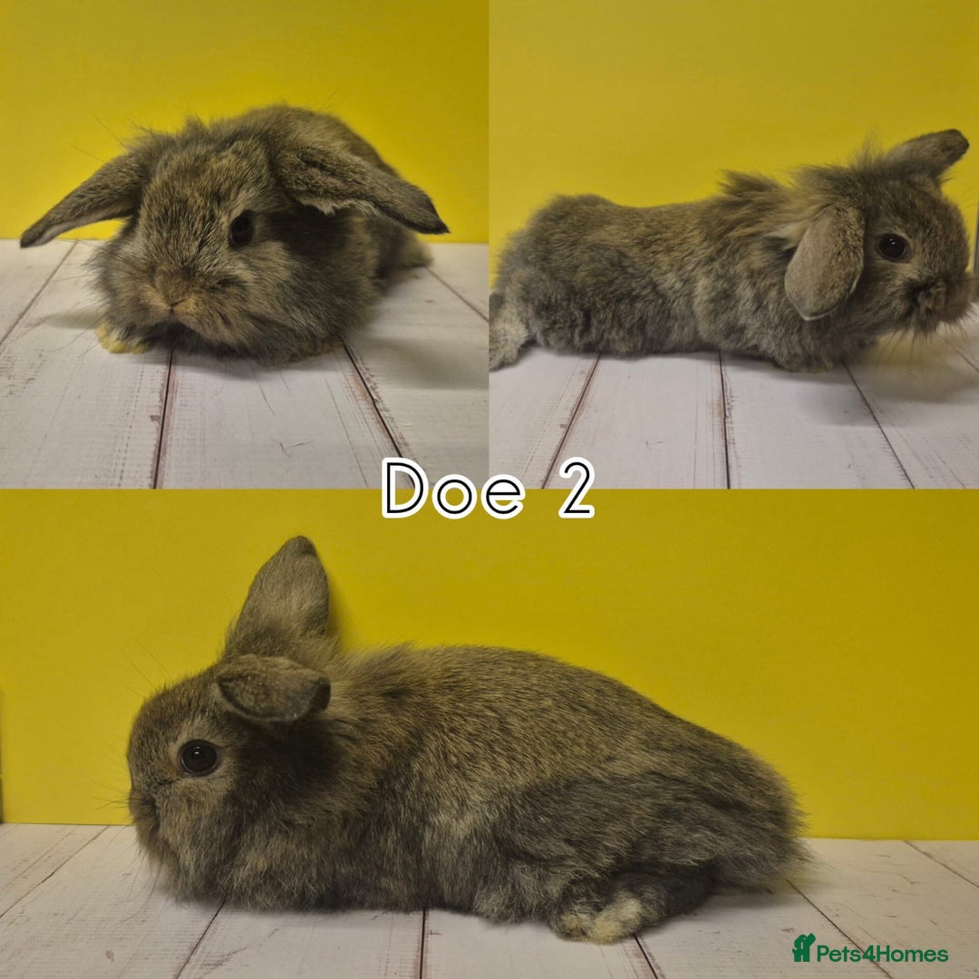Mini Lion Lop rabbits for sale: Mini Lion Lops Ready in 2 weeks 🩷🩵 - Advert 9