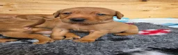 Labrador Retriever dogs for sale: Stunning Chunky KC Registered Red Labrador Puppies - Advert 17