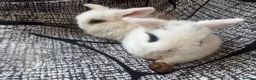 Mixed Breed rabbits for sale: Baby mini lops  - Advert 3