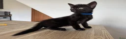Mixed Breed cats for sale: 4 Beautiful 12 Week Old Kittens Ready to Collect  - Advert 6