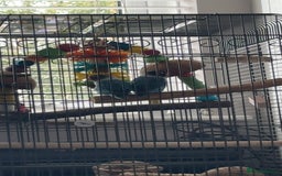 Lovebirds birds for sale: Two Love Birds for sale - Image 1