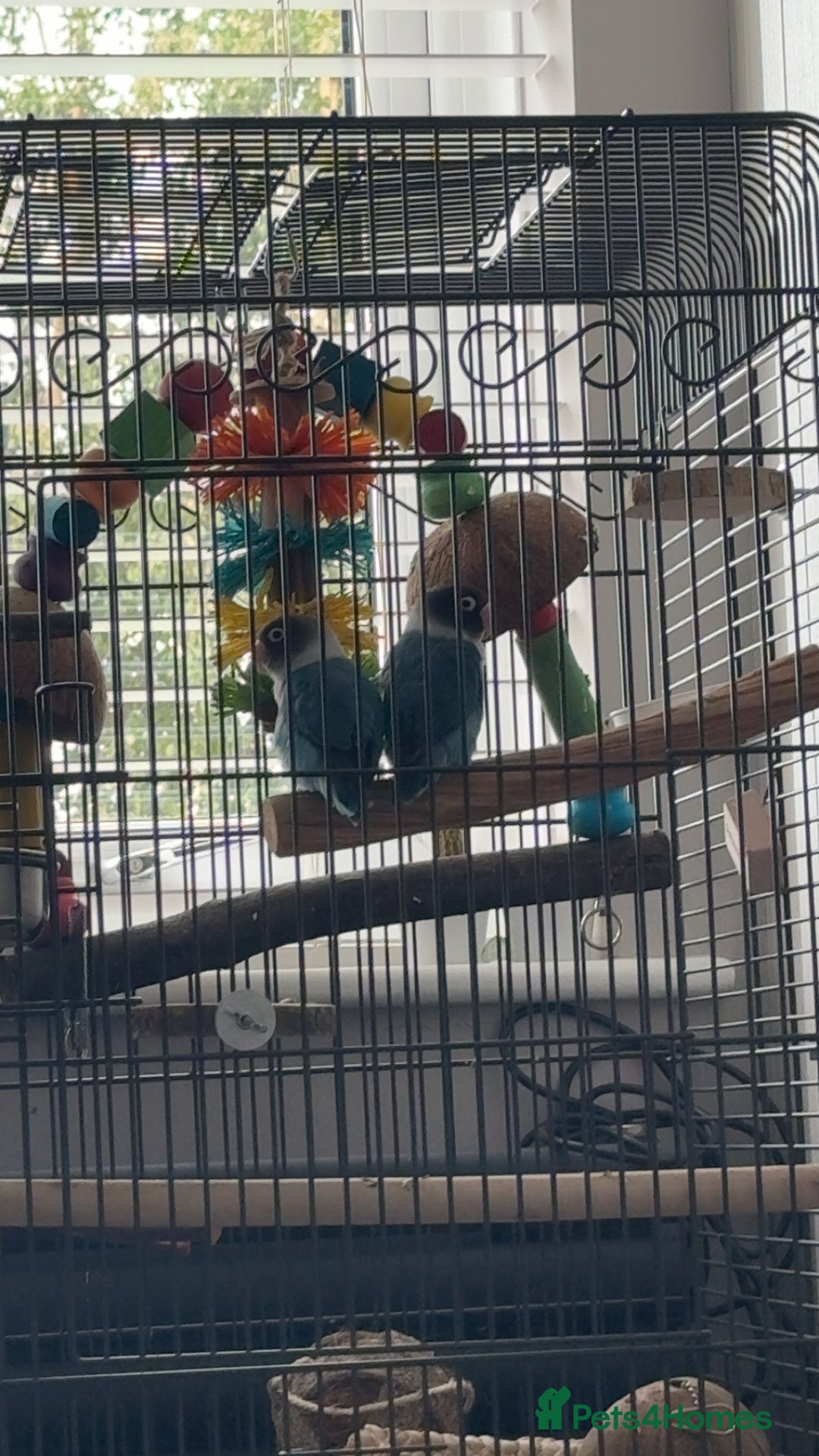 Lovebirds birds for sale: Two Love Birds for sale - Image 1