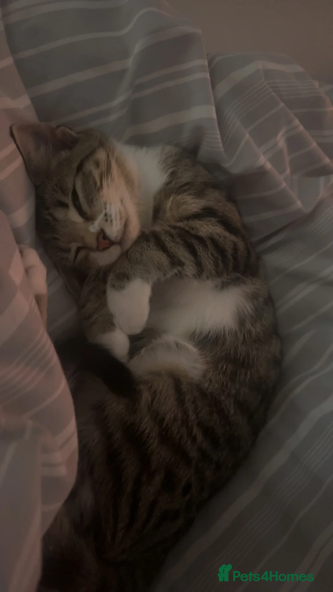 Mixed Breed cats for sale: 4 month old British short hair  - Advert 2