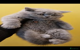 British Shorthair cats for sale: OUTSTANDING🏆PEDIGREE🎖CH SIRED in Dudley - Image 10