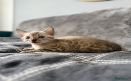 Bengal cats for sale: Bengal kittens - Image 1