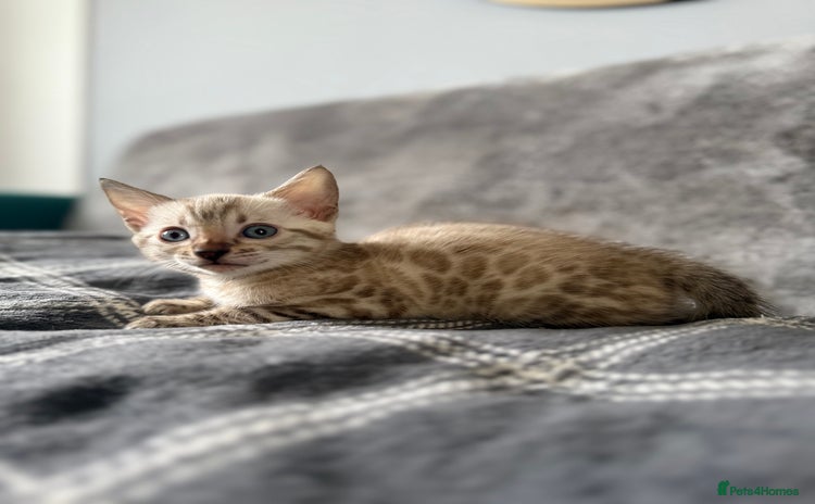 Bengal cats for sale - Advert 1