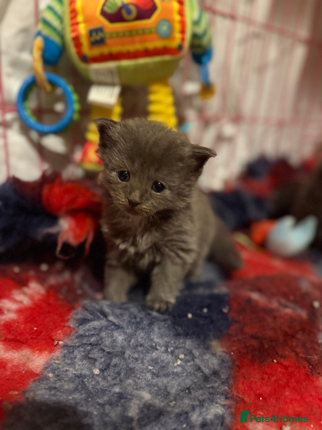 Ragcoon cats for sale: READY NOW Stunning RAGCOON Kittens  - Advert 20