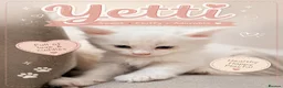 Maine Coon cats for sale: Beautiful Full Maine Coon Kittens - Advert 1