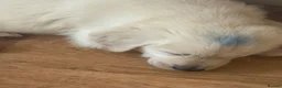 Golden Retriever dogs for sale: Pure Gentle Golden Retriever puppies  - Advert 9