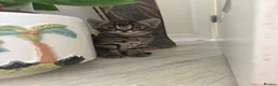 Bengal cats for sale: Bengal cross kittens  - Advert 14
