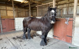Other Breed horses for sale: Dales x Cob for sale - Image 7