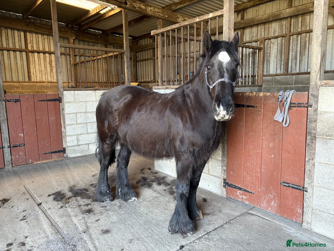 Other Breed horses for sale: Dales x Cob for sale - Image 7