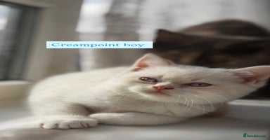 British Shorthair cats - Advert 6