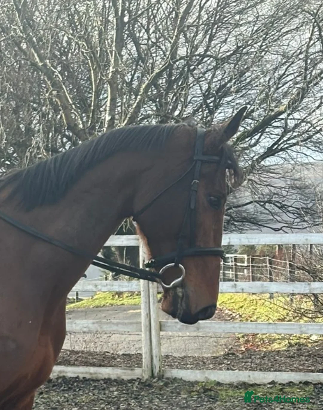 Irish Sports horses for sale: Super 15.3 8 yr old sports horse allroudner  - Advert 11