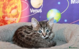 Bengal cats for sale: Adorable, affectionate, so cute kittens for sale!! - Image 37