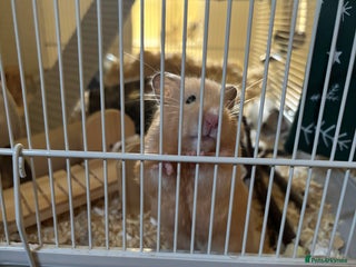 Hamster rodents for sale: hamster for sale - Advert 1