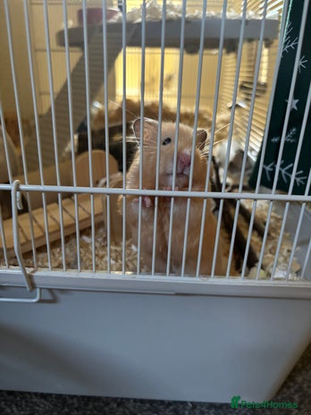 Hamster rodents hamster for sale - Advert 1