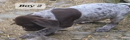 German Shorthaired Pointer dogs for sale: German Shorthaired Pointer Puppies (GSP) in Rhayader - Advert 10