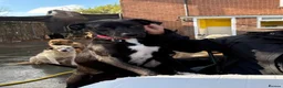 Mixed Breed dogs for adoption: Holly - Norwich Norfolk  in Norwich - Advert 11