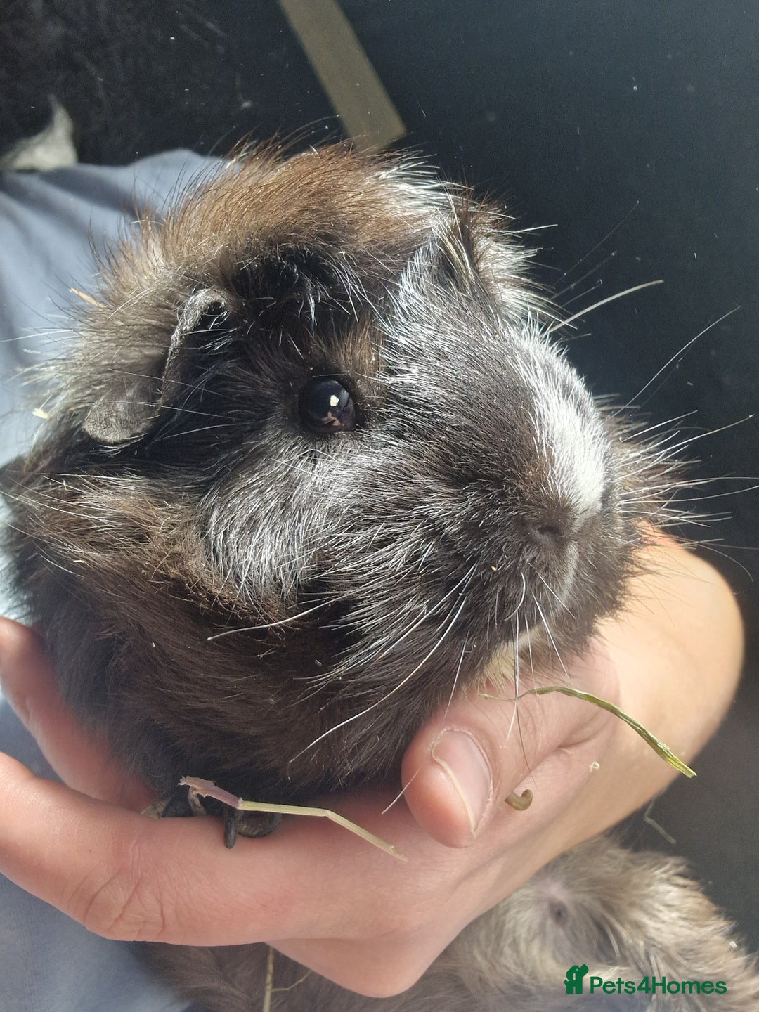 Guinea Pig rodents for sale: 2 male guinea pigs - Image 4