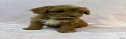 Cockapoo dogs for sale: Stunning F1 cockapoo puppies ready now  in Gainsborough - Advert 6