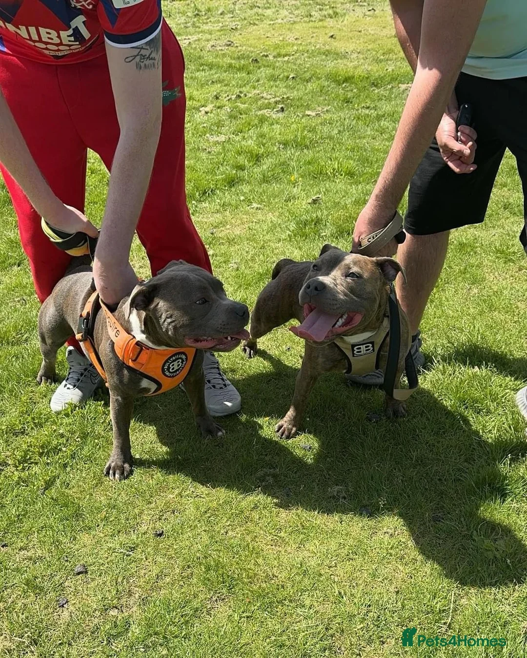 Staffordshire Bull Terrier dogs for stud: KC Proven Tiger Brindle Staffy Stud  - Advert 6