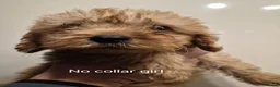 Cockapoo dogs for sale: Cockapoo puppies - Advert 3