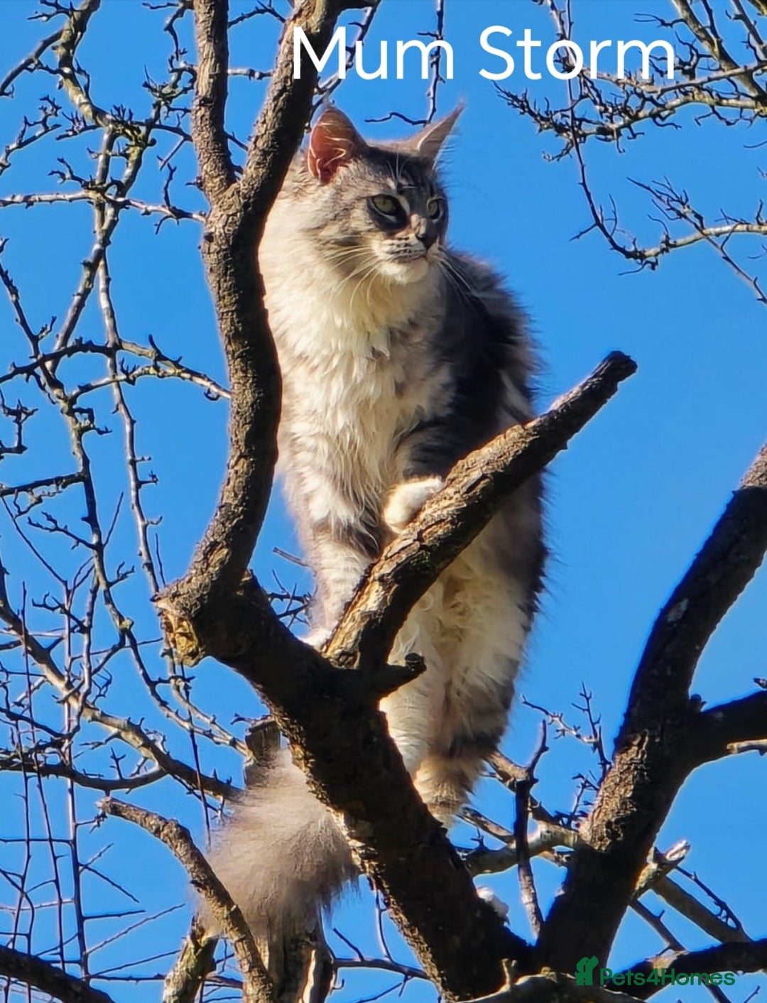 Maine Coon cats for sale: Maine Coon Kittens  - Advert 24