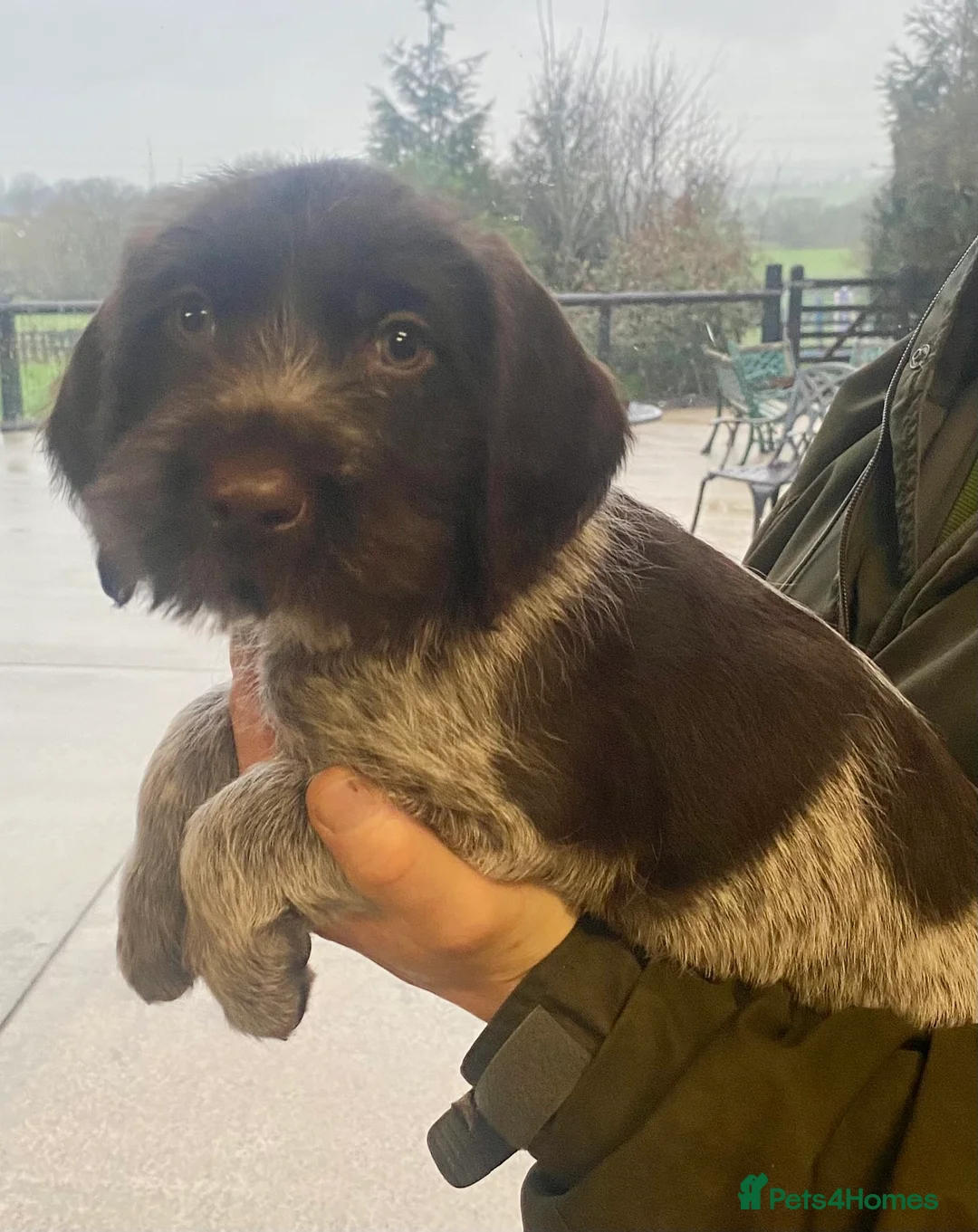 German Wirehaired Pointer dogs for sale: KC Registered German Wirehiared Pointer Pups - Advert 10