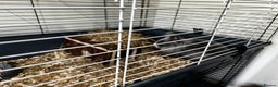 Lionhead rabbits for sale: 2 x Male Lion Rabbits with cage, all accessories  - Advert 4