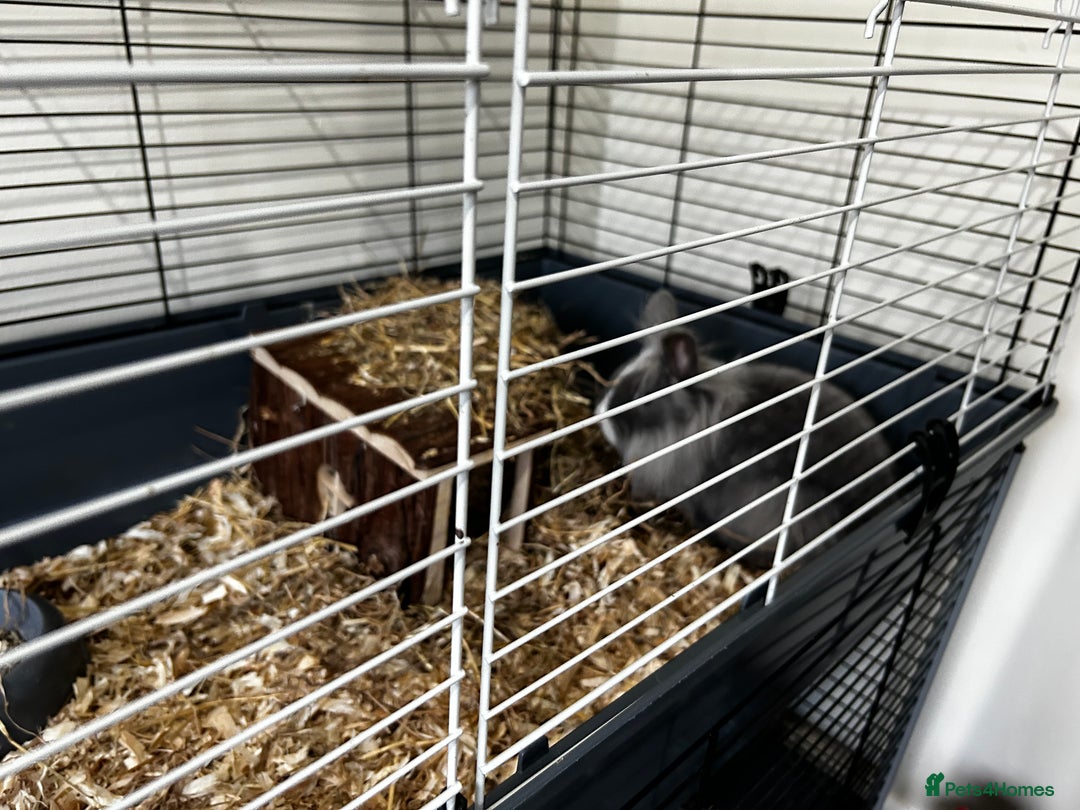 Lionhead rabbits for sale: 2 x Male Lion Rabbits with cage, all accessories  - Advert 4