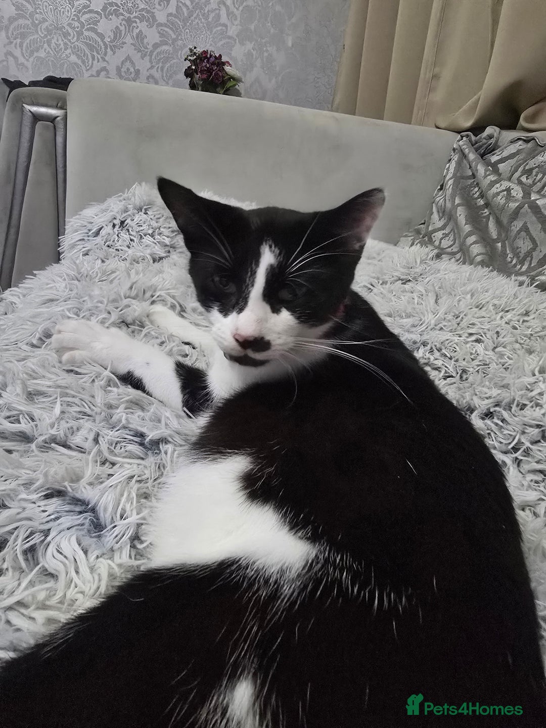 Mixed Breed cats for sale: Loving family tuxedo girl  - Advert 3
