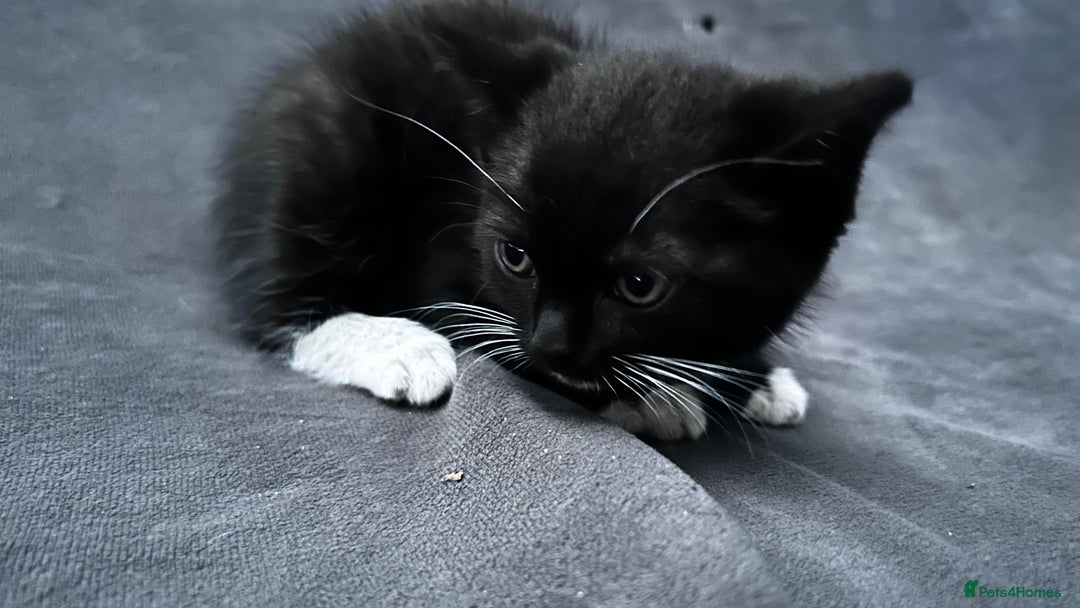 Ragdoll cats for sale: Adorable 9 Week Old Kittens - Litter Trained - Image 16