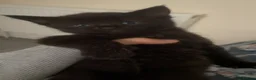 Mixed Breed cats for sale: 4 beautiful black kittens for sale!!! - Advert 6
