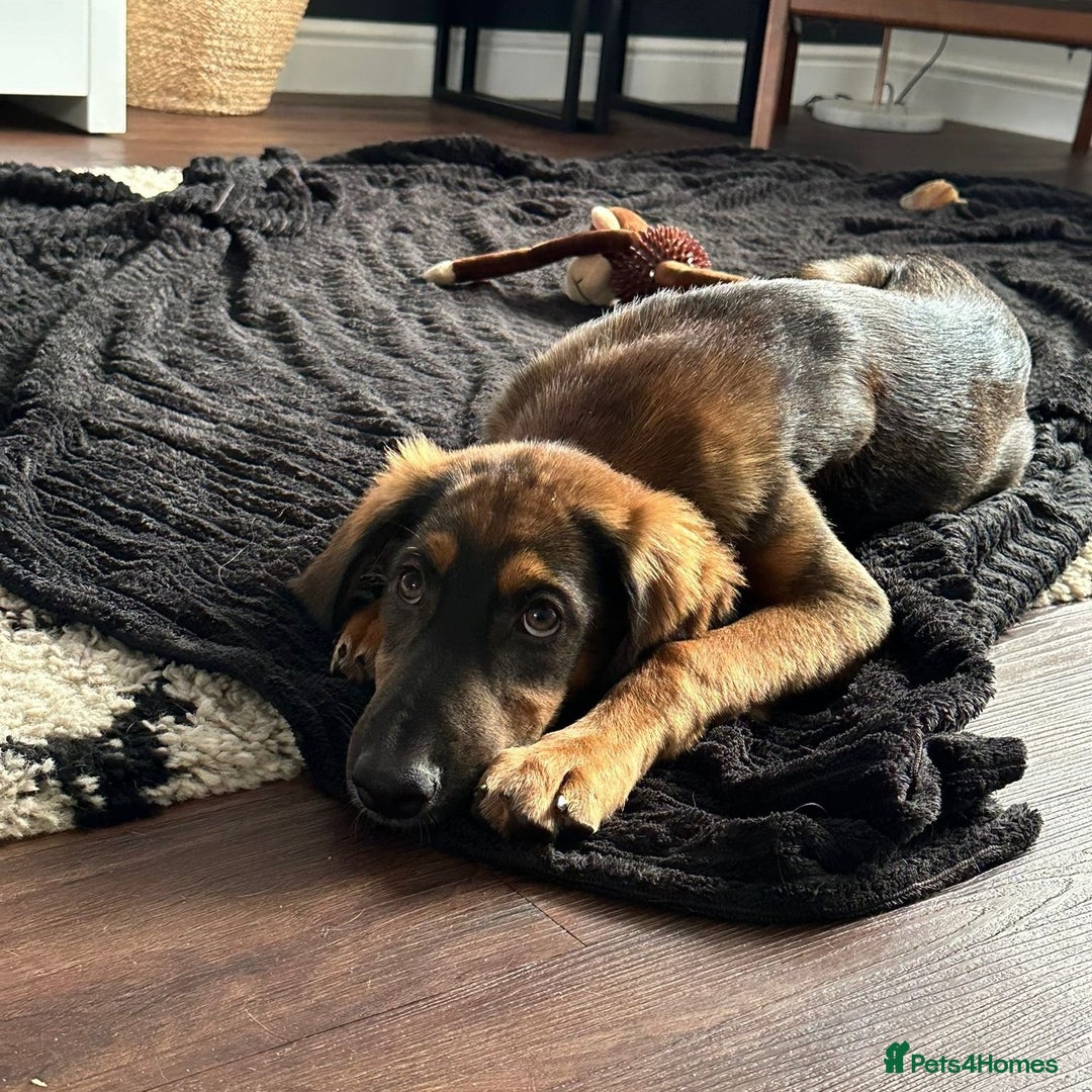 Mixed Breed dogs for adoption: Clover (Shepherd/Hound mix) - Image 13
