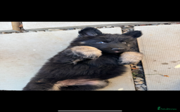 German Shepherd dogs for stud: FOR STUD (PROVEN)  in Doncaster - Image 15
