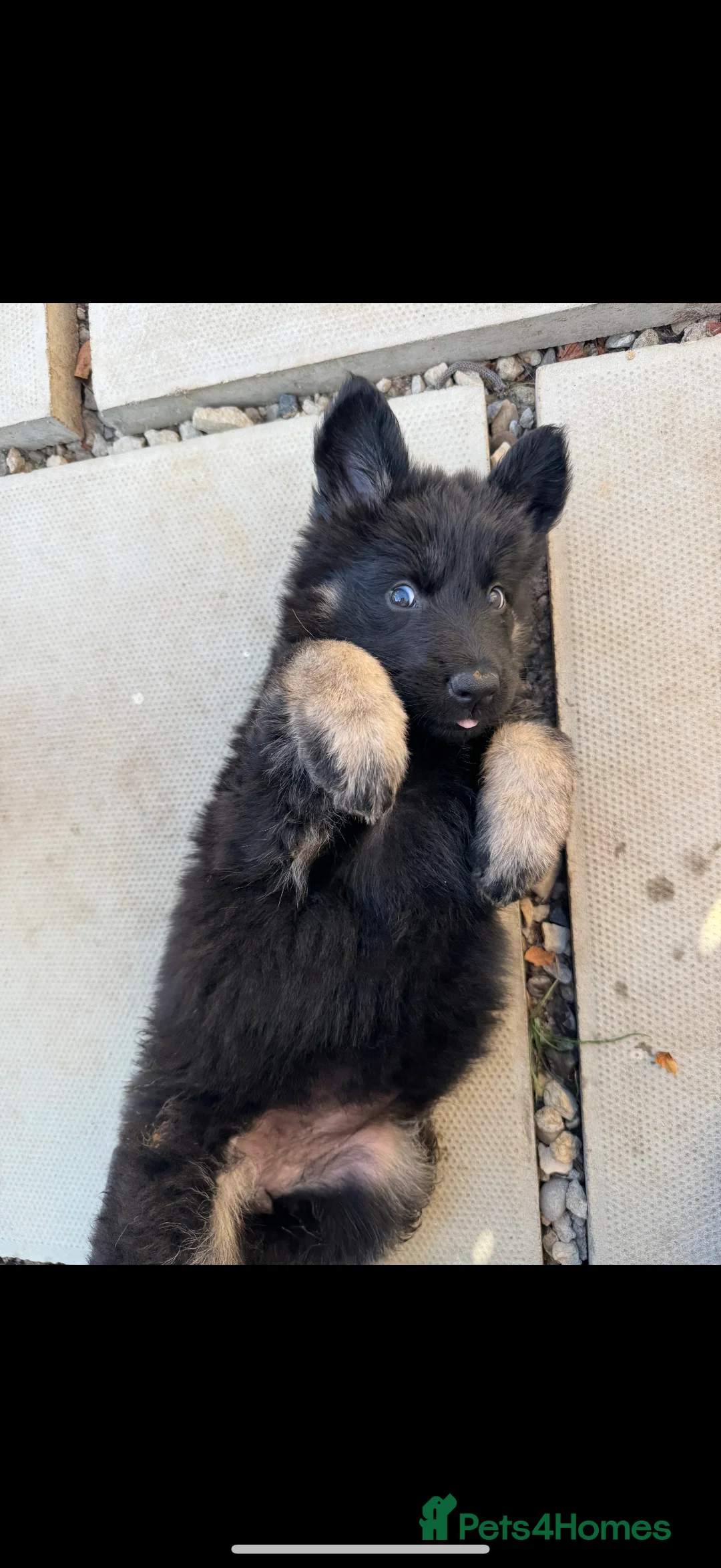 German Shepherd dogs for stud: FOR STUD (PROVEN)  in Doncaster - Advert 19