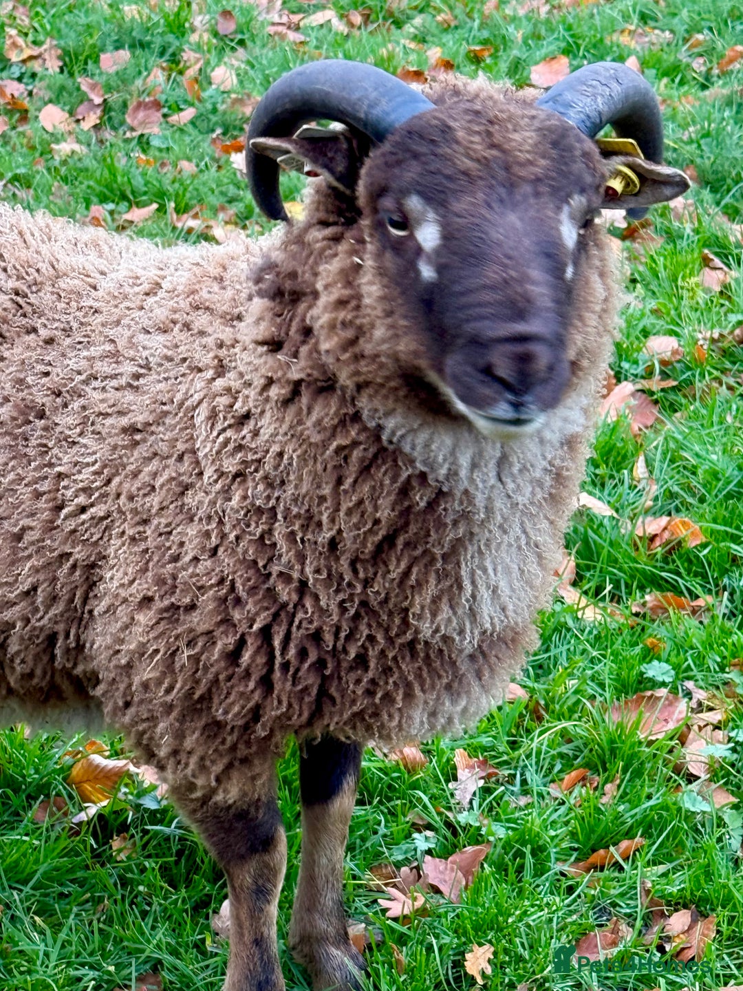 Sheep livestock for sale: Shetland Ram Moorit Gulmoget Registered - Advert 1