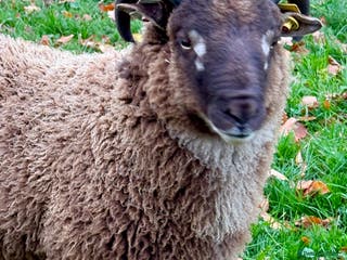 Sheep livestock Shetland Ram Moorit Gulmoget Registered - Advert 2