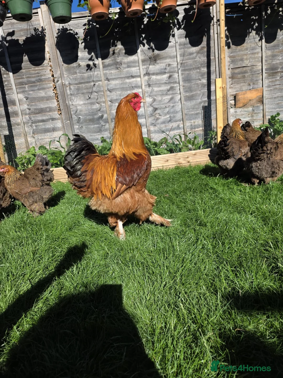 Mixed Breed birds for sale: Brahma chicks and eggs - Advert 1