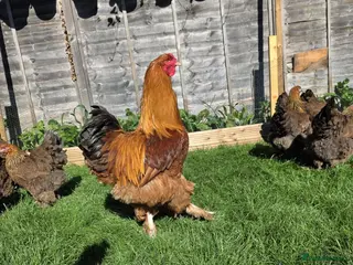 Mixed Breed birds Brahma chicks and eggs - Advert 1