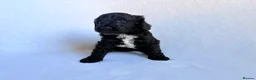 Goldendoodle dogs for sale: Gorgeous Double Doodle Boys - Advert 28