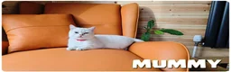 Scottish Fold cats for sale: Beautiful Scottish Fold,British & Munchkin Kittens - Advert 13