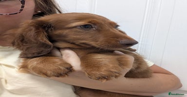 Miniature Dachshund dogs - Advert 12