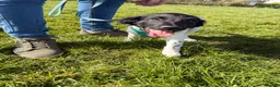 Mixed Breed dogs for sale: 6 month old sprollie for REHOMING - Advert 2