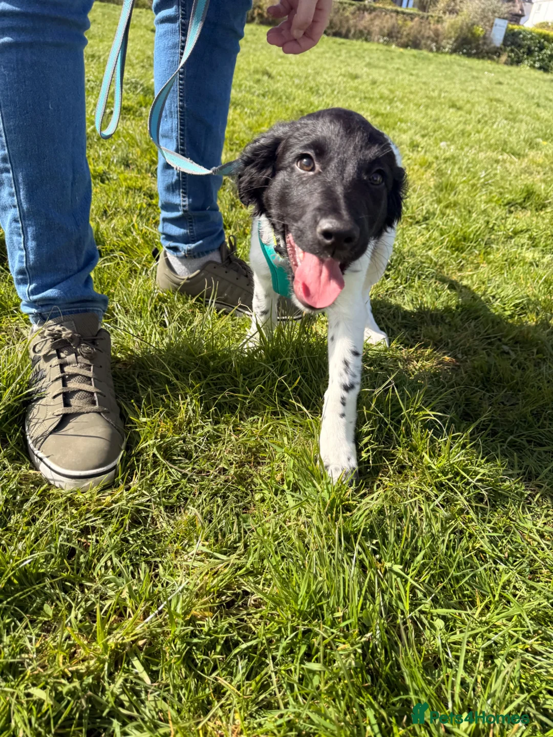 Mixed Breed dogs for sale: 6 month old sprollie for REHOMING - Advert 2